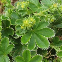 Alchemilla faroensis var. pumila